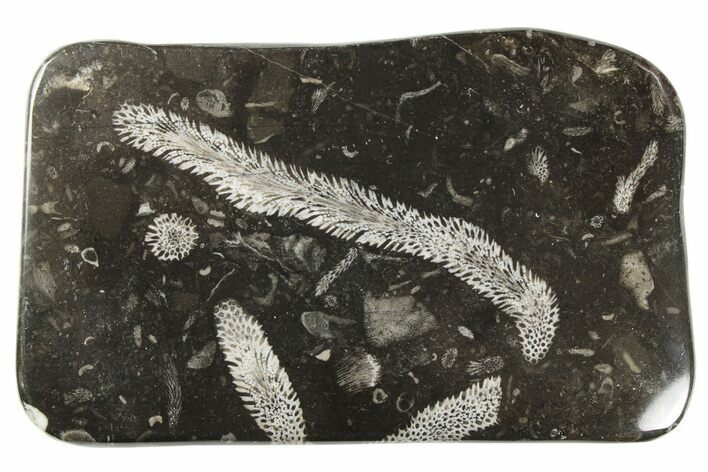 Polished Devonian Fossil Coral and Bryozoan Plate - Morocco #259116